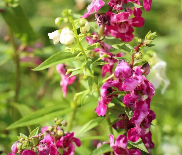 Glöm mig inte blommor — Stockfoto