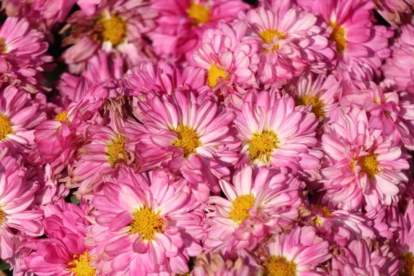 Crisantemo fiore in naturale — Foto Stock