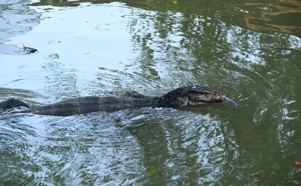 Varanus salvator lub lizard monitora wody w rzece — Zdjęcie stockowe