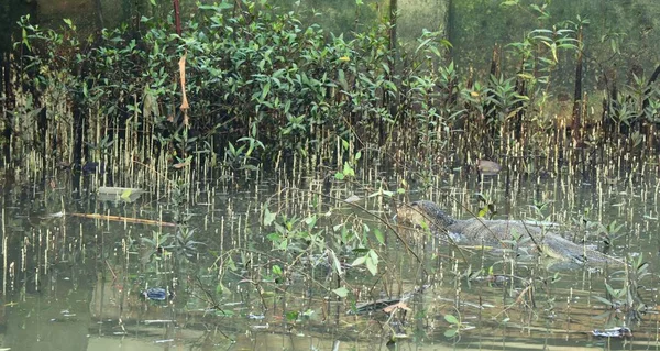 Varanus salvador o lagarto monitor de agua en el río — Foto de Stock