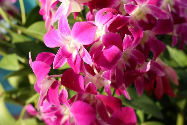 Tropikalne kwiecie orchidei — Zdjęcie stockowe