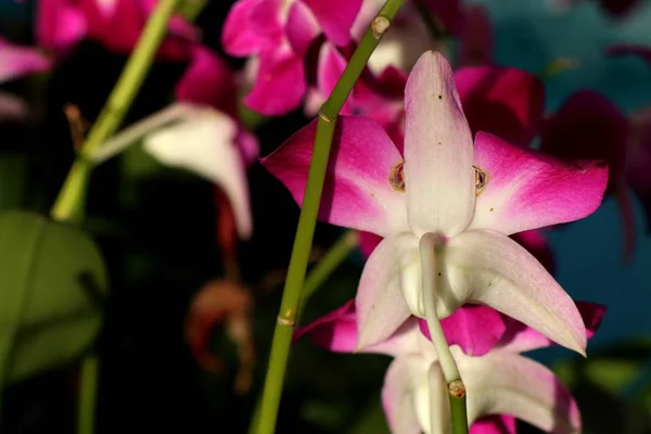 Tropikal Pembe orkide çiçek — Stok fotoğraf