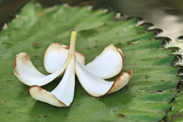 Fleurs tropicales frangipani blanc — Photo