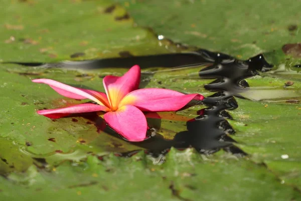 Tropische bloemen roze frangipani — Stockfoto
