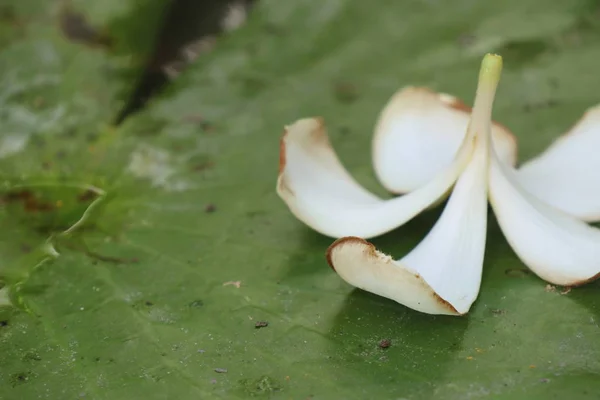 Fleurs tropicales frangipani blanc — Photo