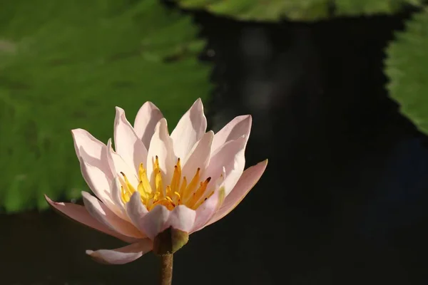 Tropical pink lotus flower — Stock Photo, Image