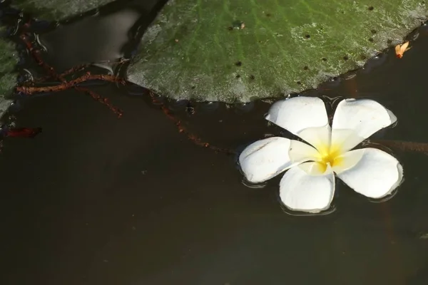 Tropische bloemen wit frangipani — Stockfoto