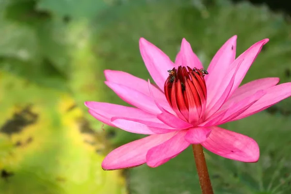 Flor de loto rosa tropical —  Fotos de Stock