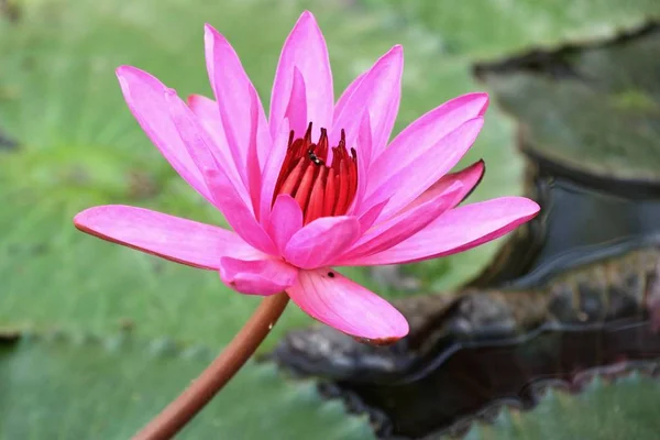 Flor de loto rosa tropical —  Fotos de Stock