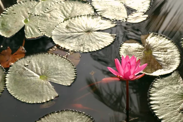 Tropische roze lotusbloem — Stockfoto