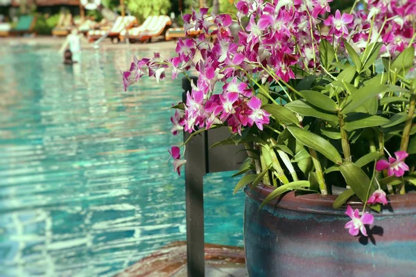 Orchidea kwiat przy basenie — Zdjęcie stockowe