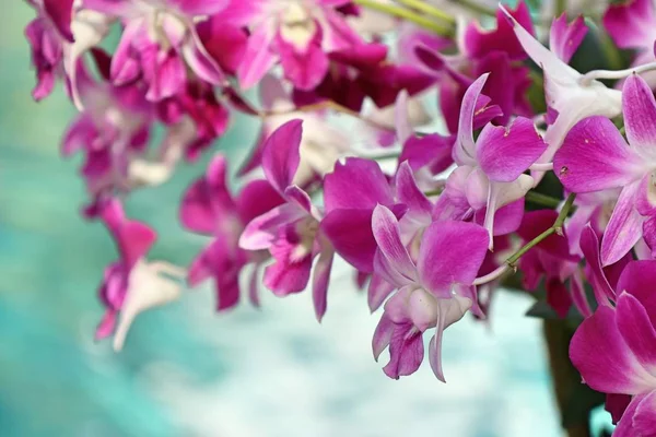 Orkidé blomma vid poolen — Stockfoto
