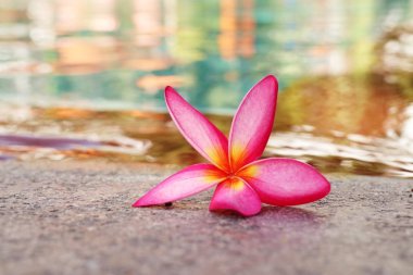 Havuz kenarında frangipani çiçeği