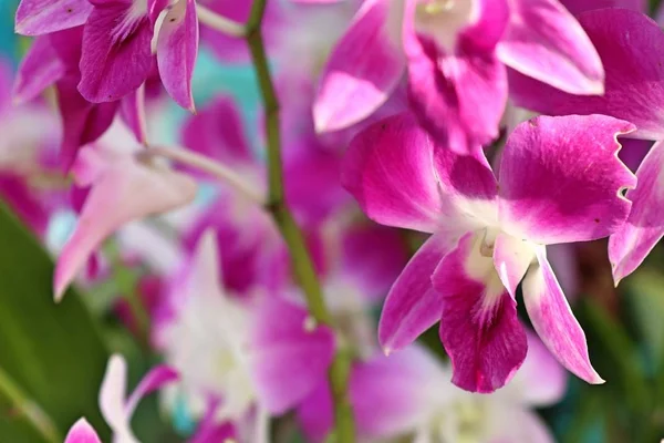 Tropikal Pembe orkide çiçek — Stok fotoğraf