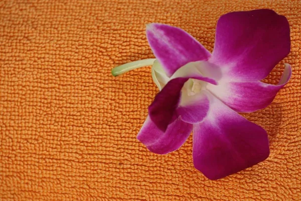 Havlu üzerinde orkide çiçek — Stok fotoğraf