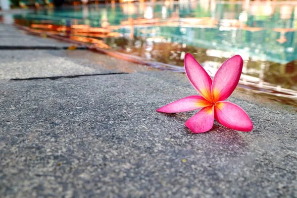 Frangipani fleur près de la piscine — Photo