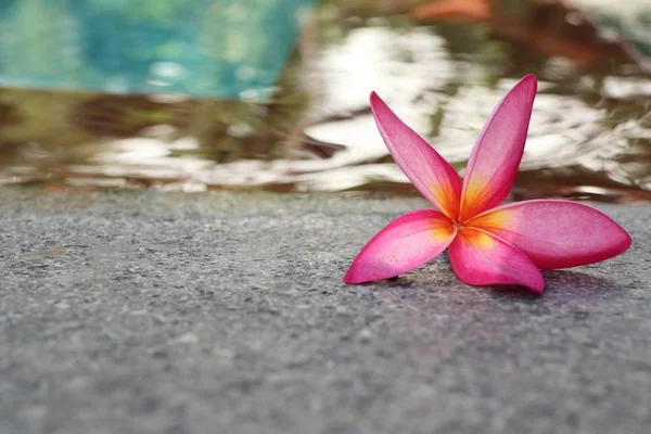 Flor de Frangipani junto à piscina — Fotografia de Stock