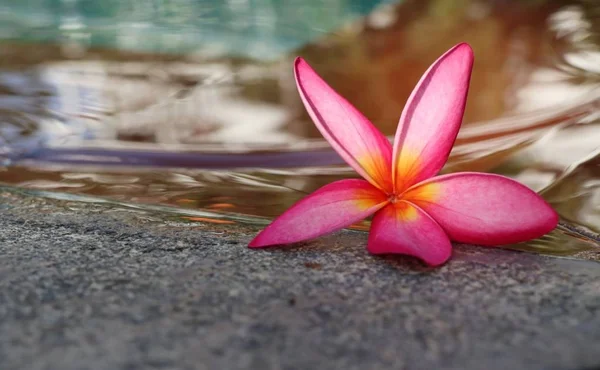 Frangipani-Blume am Pool — Stockfoto
