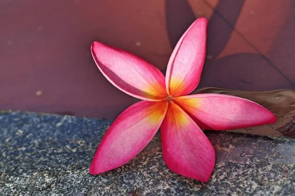 Flor de Frangipani junto à piscina — Fotografia de Stock