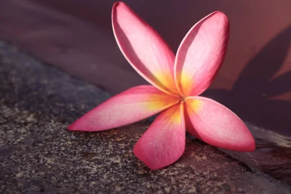 プールのそばのフランジパニの花 — ストック写真