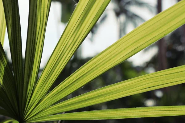 Groene palm bladeren natuurlijke — Stockfoto