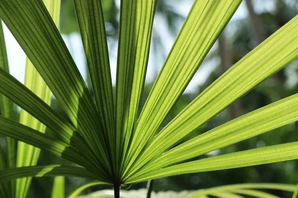 Groene palm bladeren natuurlijke — Stockfoto