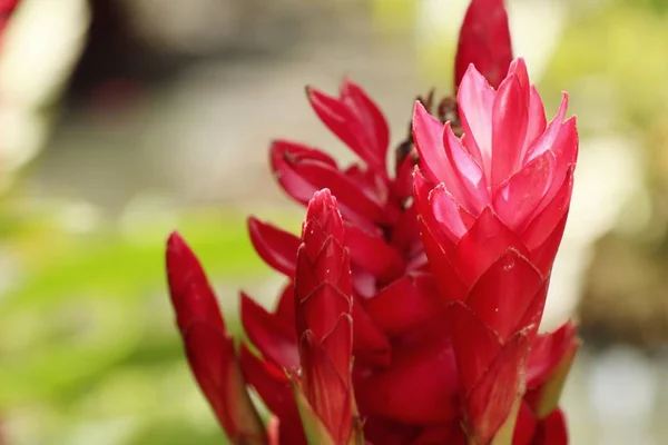 Galangal flor roja naturaleza —  Fotos de Stock