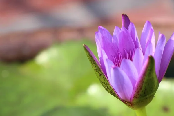 Тропический фиолетовый лотос — стоковое фото