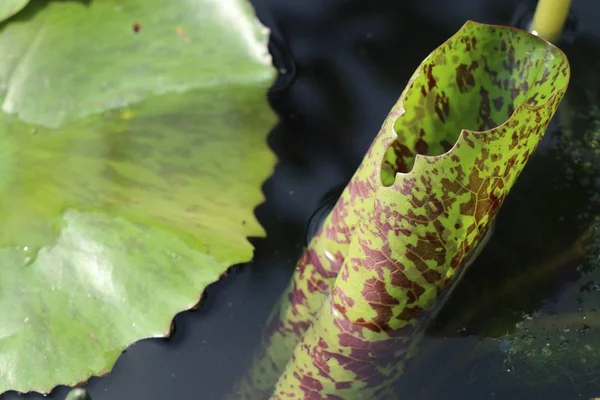 Lotusblad i naturen — Stockfoto