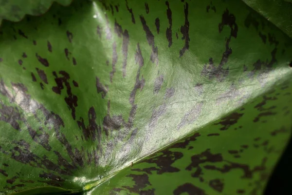 Hoja de loto en la naturaleza — Foto de Stock