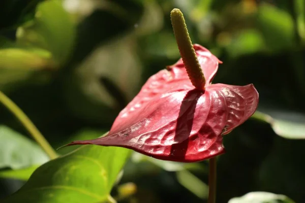 Flamingo blomma i naturen — Stockfoto