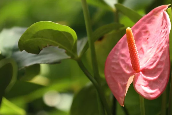 Flamingo flower in nature — Stock Photo, Image