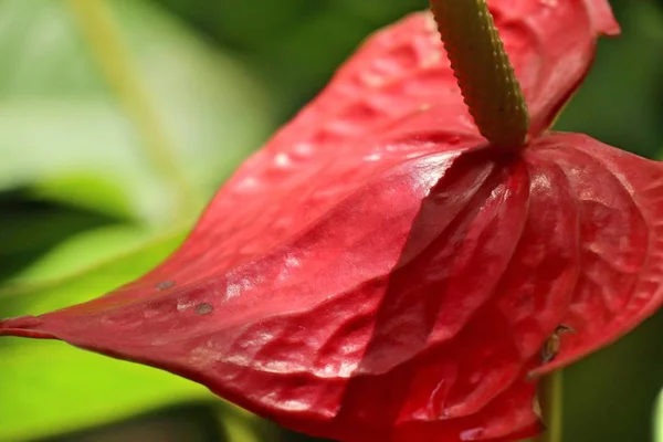 自然の中のフラミンゴの花 — ストック写真