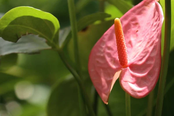 Flamingo flower in nature — Stock Photo, Image