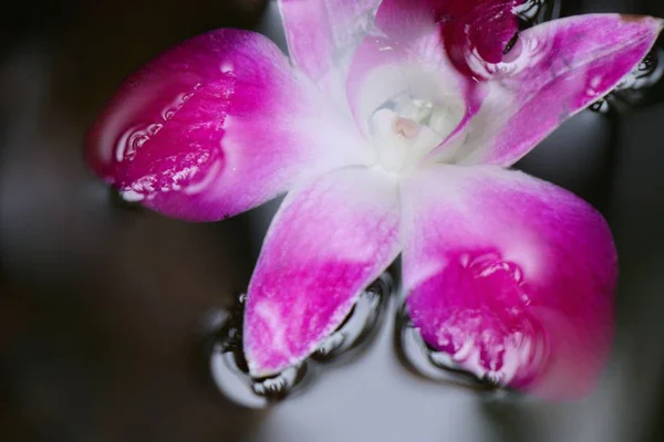 Orchidées fleur dans un pot d'eau — Photo