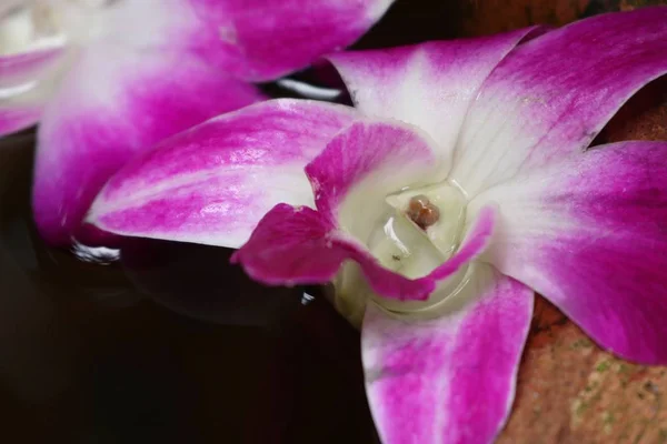 Орхидеи цветут в банке с водой — стоковое фото
