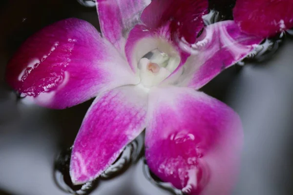 Orchids flower in water jar