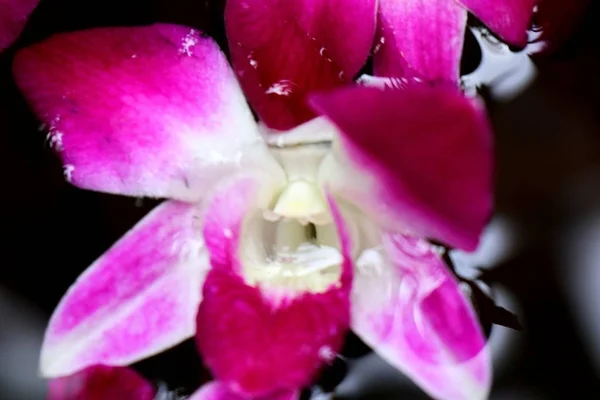 Орхидеи цветут в банке с водой — стоковое фото