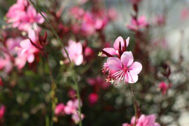 Pembe çiçekler, tropikal