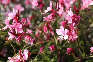 Pembe çiçekler, tropikal