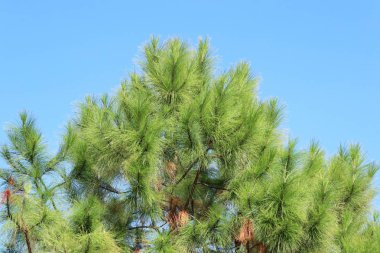 Tropikal çam ağacı