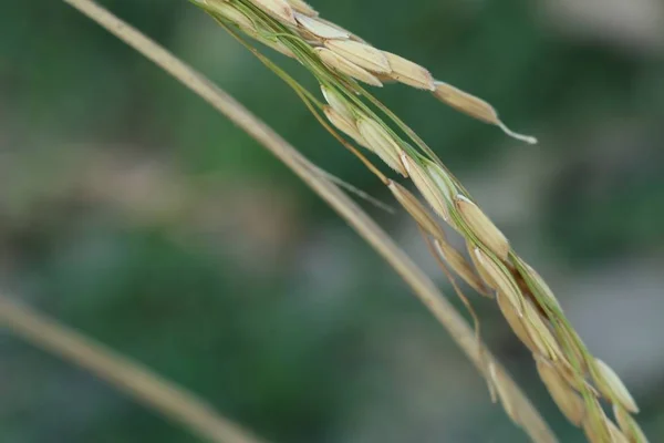 Campo de arroz dourado — Fotografia de Stock