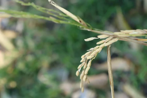 Campo de arroz dorado — Foto de Stock