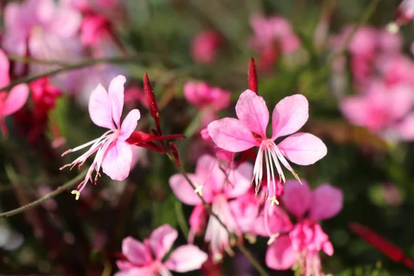 Roze bloemen in tropische — Stockfoto