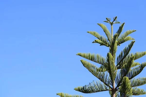 热带松树 — 图库照片
