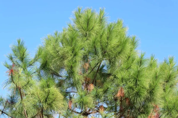 Naaldboom in tropische — Stockfoto