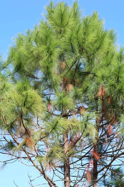 Naaldboom in tropische — Stockfoto