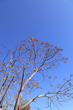 Tropikal ağacında sarı çiçek