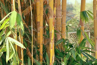 tropikal bambu ağacı