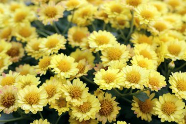 Kasımpatı çiçeği doğal